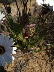 Ursinia pilifera
