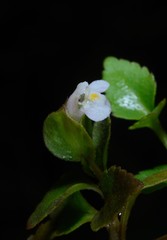 Torenia polygonoides
