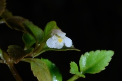 Torenia polygonoides