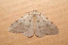 Epirrita christyi