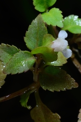 Torenia polygonoides