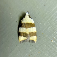 Zonopetala divisella