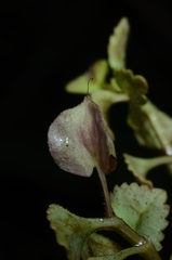 Torenia polygonoides
