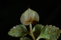 Torenia polygonoides