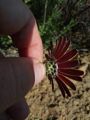 Ursinia pilifera