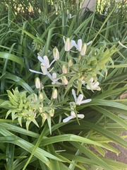 Albuca nelsonii