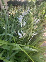 Albuca nelsonii