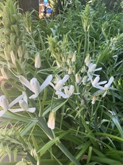 Albuca nelsonii