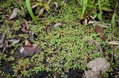 Torenia polygonoides