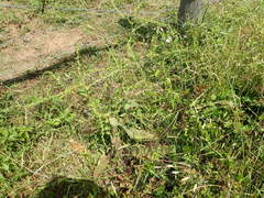 Amaranthus tuberculatus
