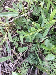 Rumex crassus