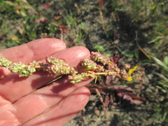 Atriplex patens