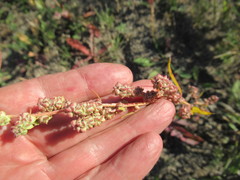 Atriplex patens