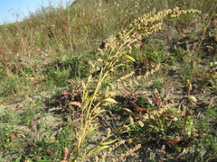 Atriplex patens