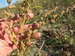 Atriplex patens