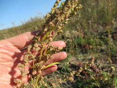Atriplex patens
