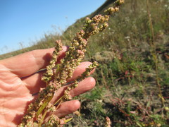 Atriplex patens