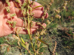 Atriplex patens