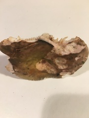 Lactarius romagnesii