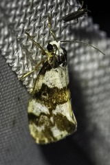 Philenora aspectalella