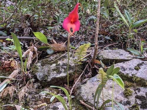 Image of Masdevallia veitchiana by no rights reserved
