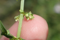 Amaranthus tuberculatus