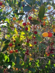 Arbutus unedo