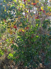 Arbutus unedo
