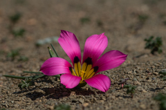 Romulea subfistulosa