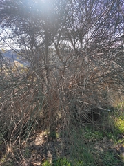 Retama sphaerocarpa