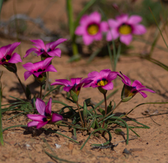 Romulea subfistulosa