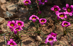 Romulea subfistulosa