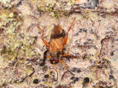 Benhamyia apicalis
