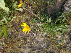 Wyethia angustifolia