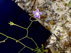 Wahlenbergia victoriensis