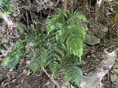 Lastreopsis marginans