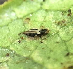 Heliothrips haemorrhoidalis