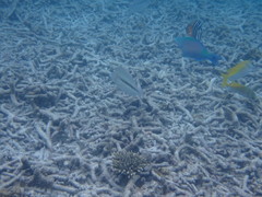Lethrinidae