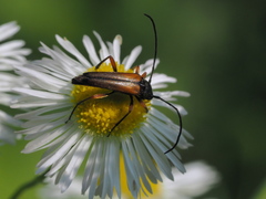 Stenurella jaegeri