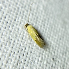 Opogona protodoxa