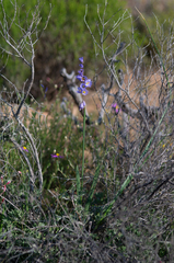 Ixia marginifolia