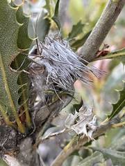 Banksia obovata