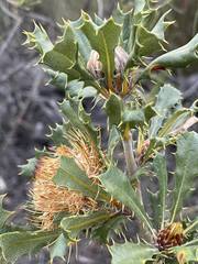 Banksia obovata