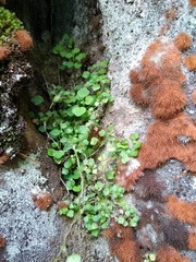 Wimmerella pygmaea