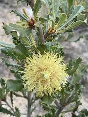 Banksia obovata