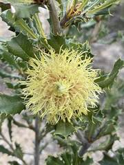 Banksia obovata