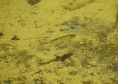 Hesperoleucus symmetricus