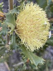 Banksia obovata
