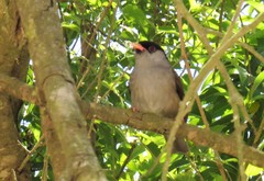 Sylvia nigricapillus