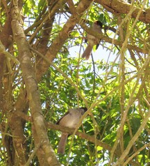 Sylvia nigricapillus